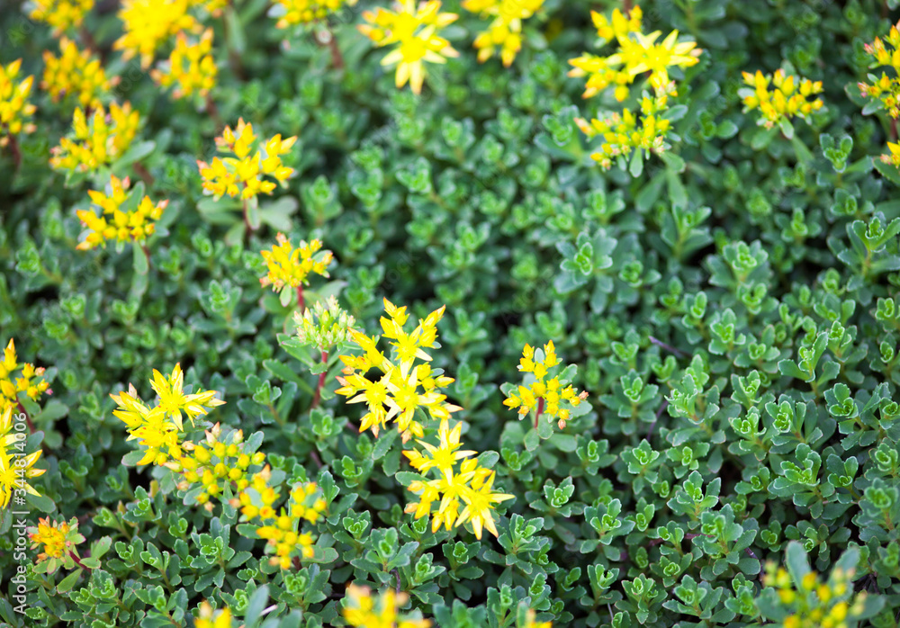 Yellow flowers of Sedum