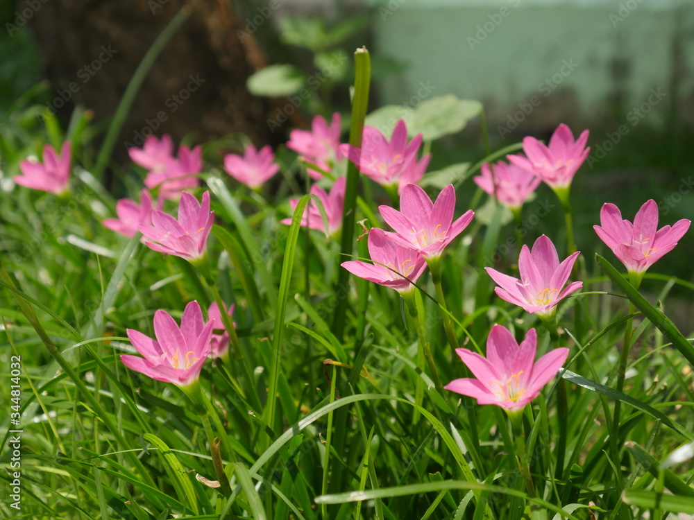 Fototapeta premium Pink Rain Lily in the rainy season