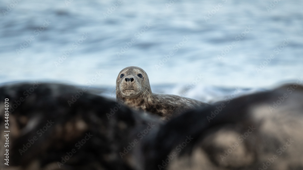 Obraz premium Grey seal on a beach peeking over the top of other seals lying on the beach with sea and waves in the background. 
