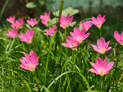 Pink Rain Lily in the rainy season