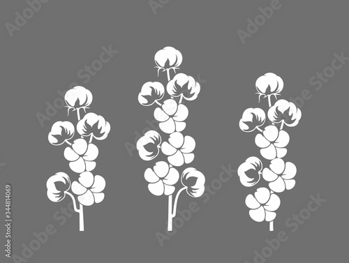 Cotton plant. Isolated cotton on white background