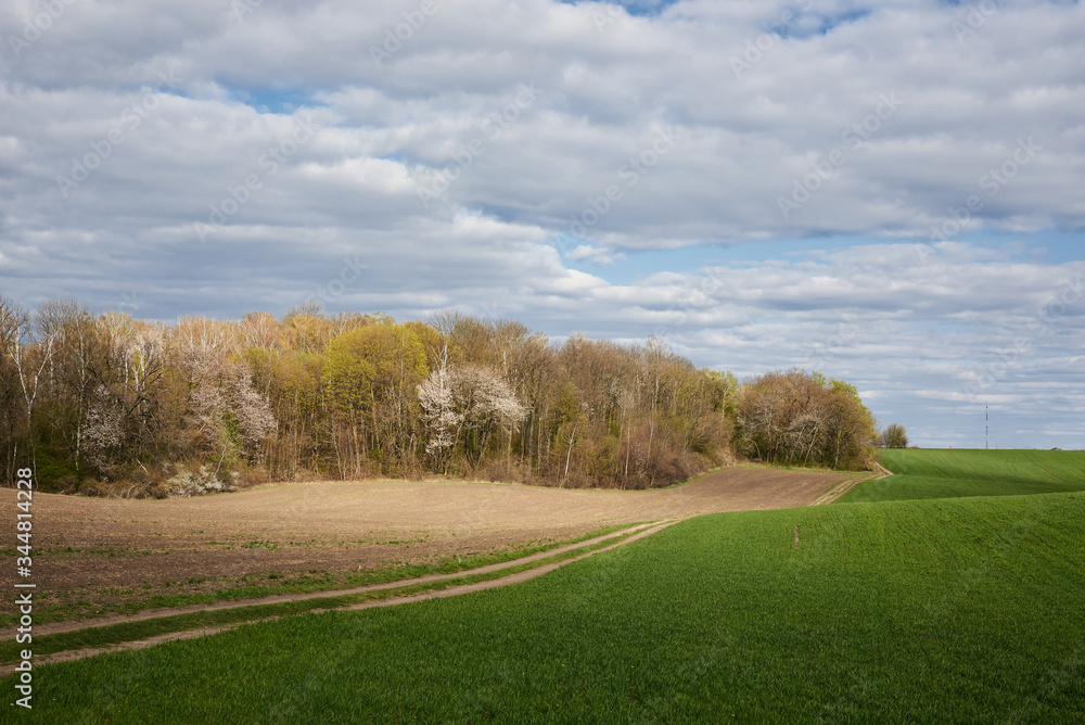 Fototapeta premium Beautiful field landscape. Countryside village rural natural background at sunny weather in spring summer. Green grass and blue sky with clouds. Nature protection concept.