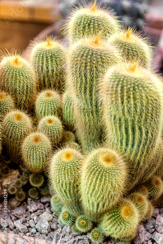 Different size thorned cacti in flowerpot