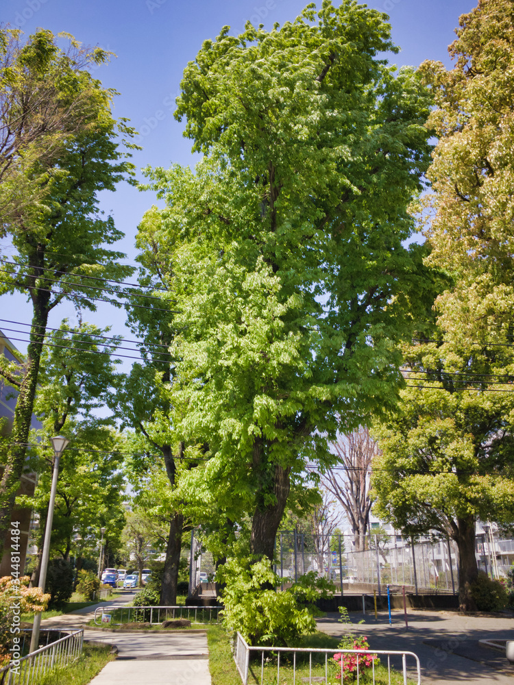 2020, Spring, taken at the moment when I was surprised at the vitality of tree planting near my house. 2020, Spring, taken at the moment when I was surprised at the vitality of tree planting near my house.