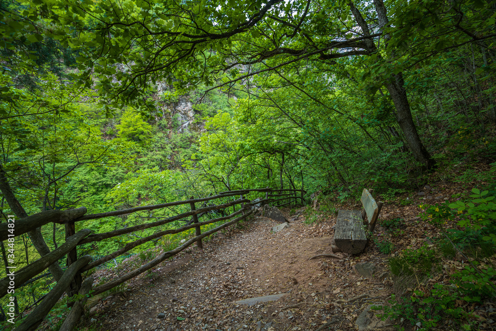 Mountain hiking trail leading through a forest full of fresh spring greenery in Appiano in Italian South Tyrol Mountain hiking trail leading through a forest full of fresh spring greenery in Appiano in Italian South Tyrol