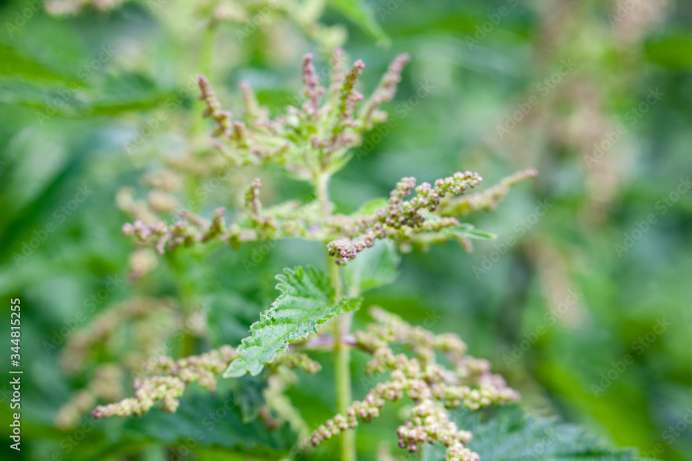 Blooming stinging nettle
