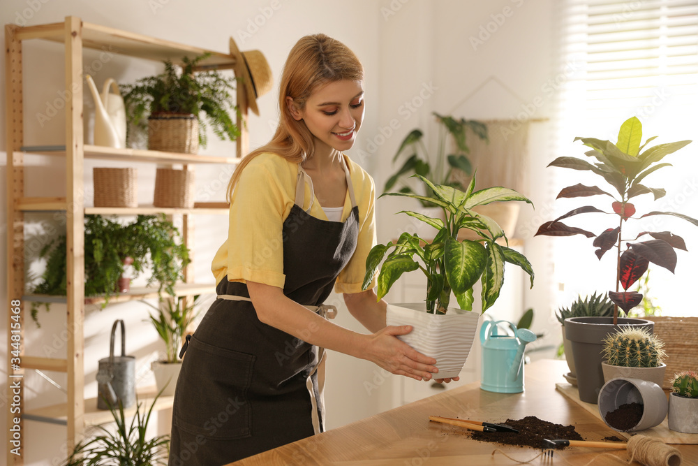 Young woman with Dieffenbachia plant at home. Engaging hobby Young woman with Dieffenbachia plant at home. Engaging hobby