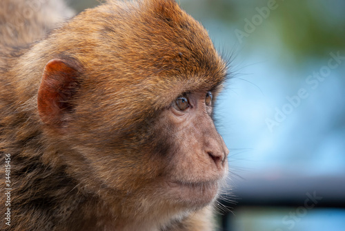 Barbary Macaques (Macaca sylvanus) in Gibraltar photo