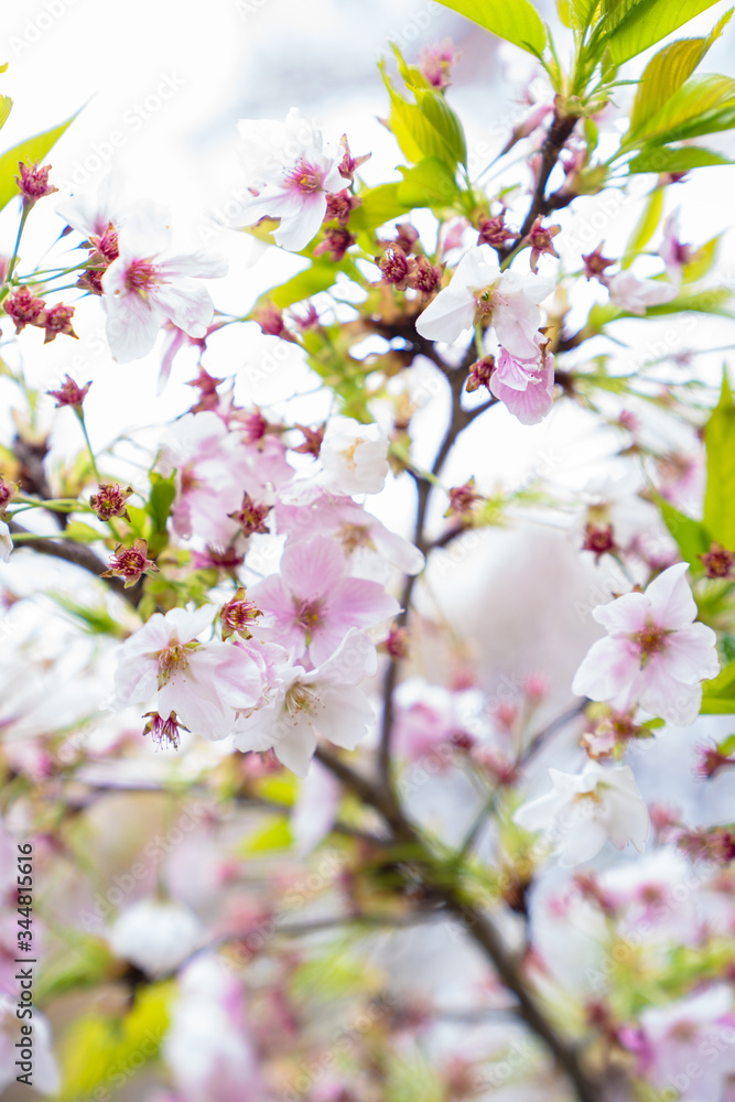 Fototapeta premium cherry sakura sakura saku sakura