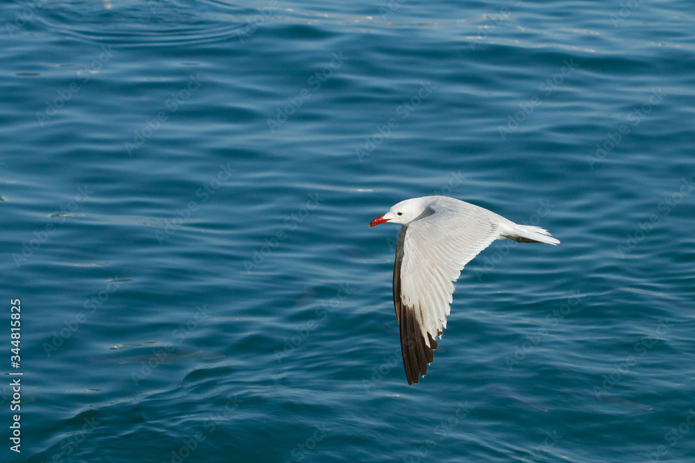 Gaviota de audouin volando sobre el fondo del mar ( Ichthyaetus audouinii). Gaviota de audouin volando sobre el fondo del mar ( Ichthyaetus audouinii).