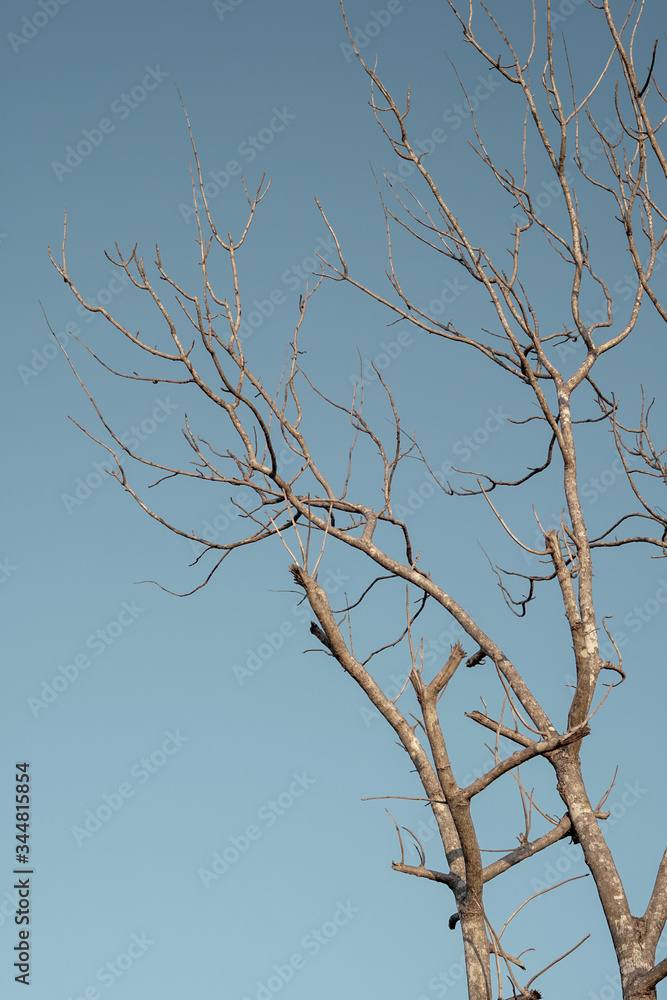 Obraz premium tree branches against blue sky
