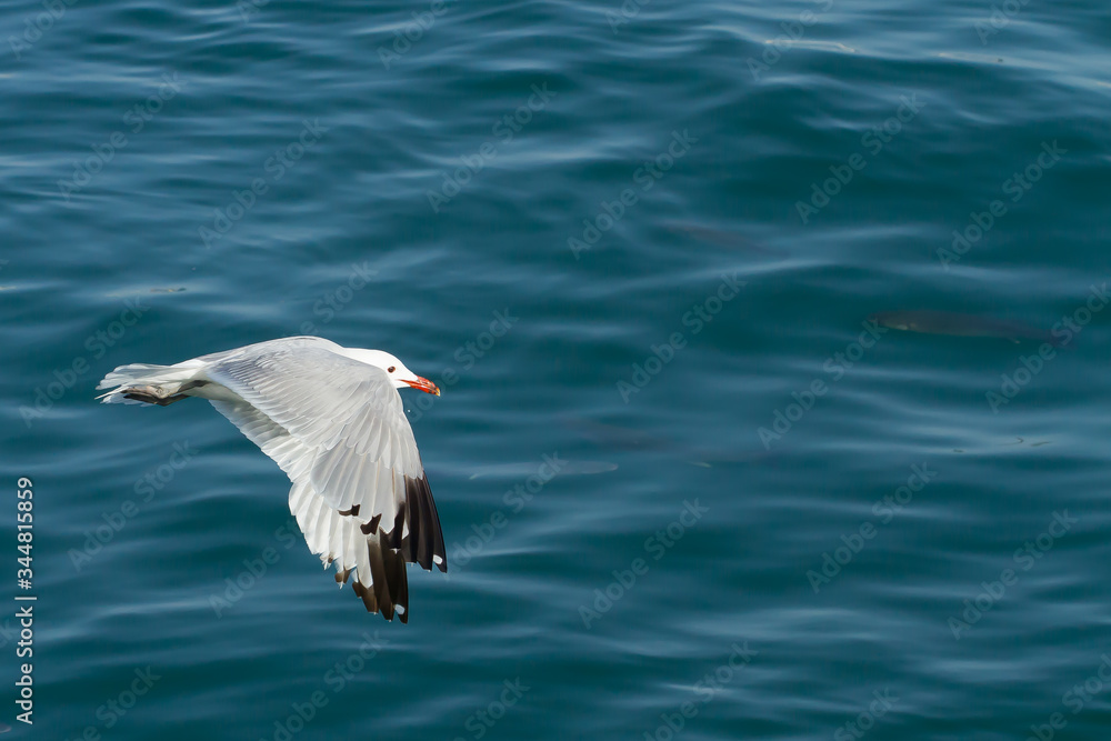 Audouin seagull flying over the bottom of the sea Audouin seagull flying over the bottom of the sea