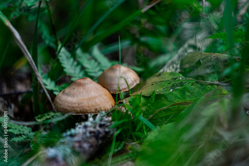 caps of two mushrooms among the green grass in the forest
