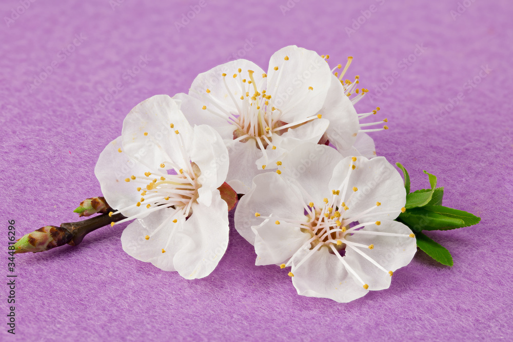 Fototapeta premium apricot flowers on pink background. white flowers. top view