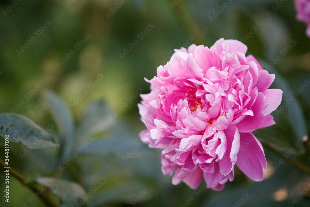 Closeup of a beautiful pink color peony flower. Large pink peony in a blooming garden on a sunny summer day