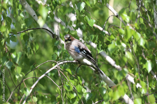 Portrait of standing eurasian jay. Garrulus glandarius