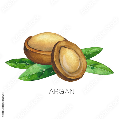Two watercolor argan fruits decorated with leaves