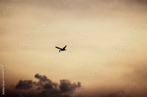 the bird of the middle sky. A bird with a fish in its beak. A bird with a fish in its beak in the sky. © Maks