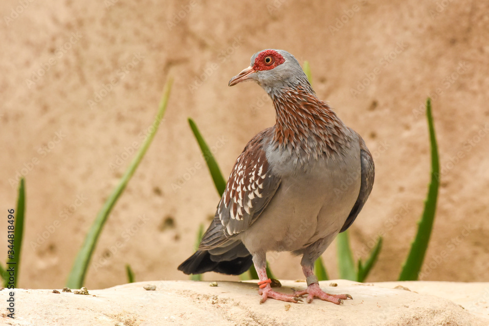 Obraz premium The speckled pigeon (Columba guinea), or (African) rock pigeon, is a pigeon that is a resident breeding bird in much of Africa south of the Sahara