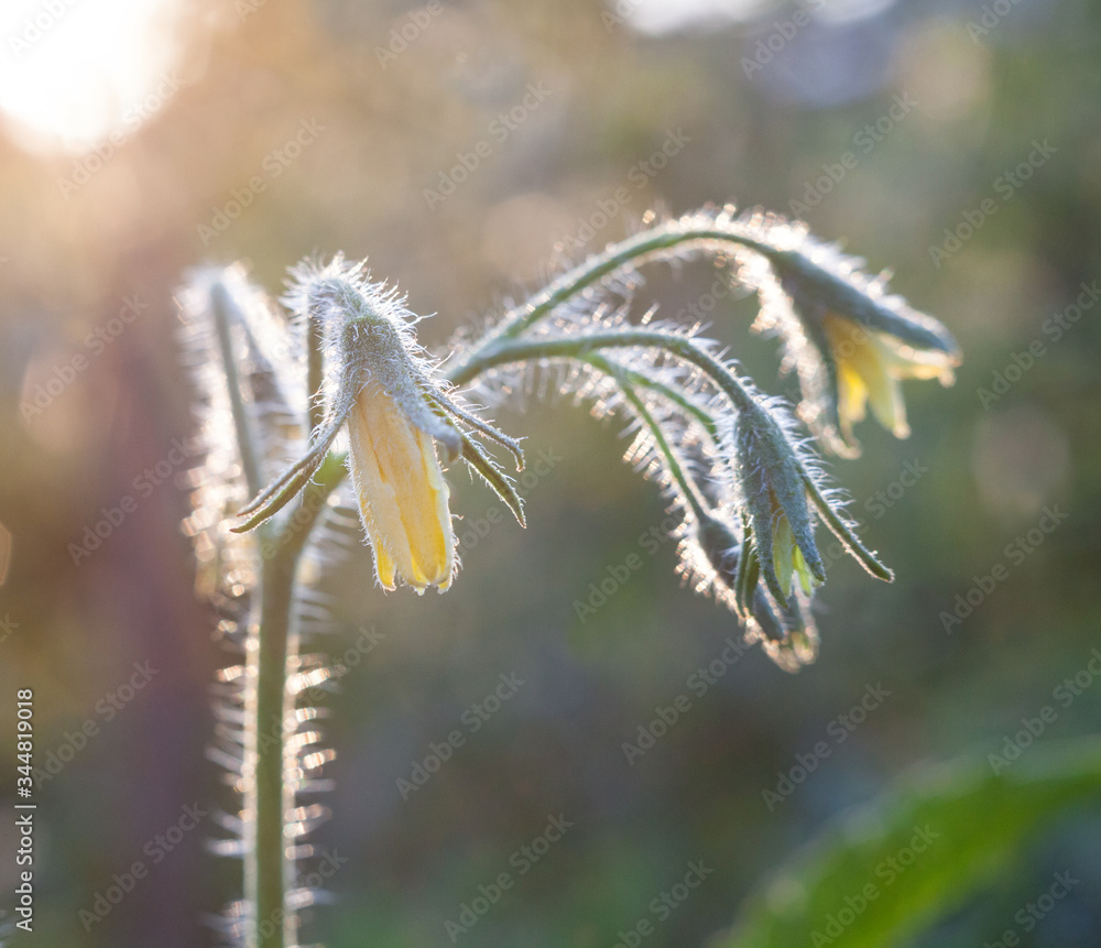 Obraz premium Flowers of the tomato