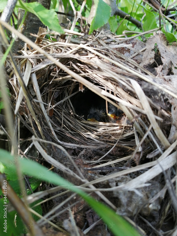 Small Chicks in the nest on the background of grass.