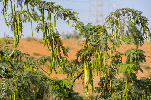 Green Ghaf Tree  prosopis cineraria  peas in the sunshine in the desert sand of United Arab Emirates  UAE  with blue sky and sand in background.