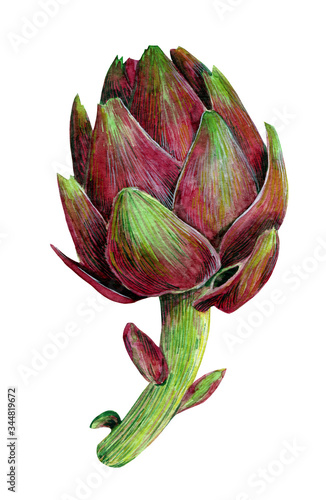 Watercolor illustration with green and pink artichoke