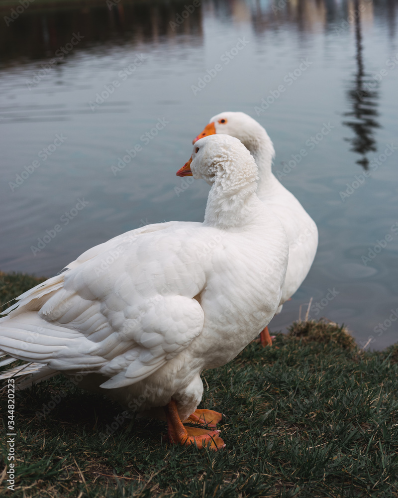 two white geese, a pair of geese