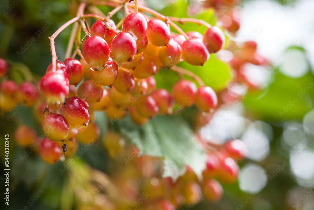 Berries of the guelder-rose Berries of the guelder-rose
