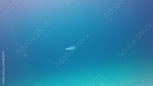 Wallpaper Mural Slow motion footage of stingray swimming over ocean floor, aquatic animal under blue sea - Nusa Penida, Bali Torontodigital.ca