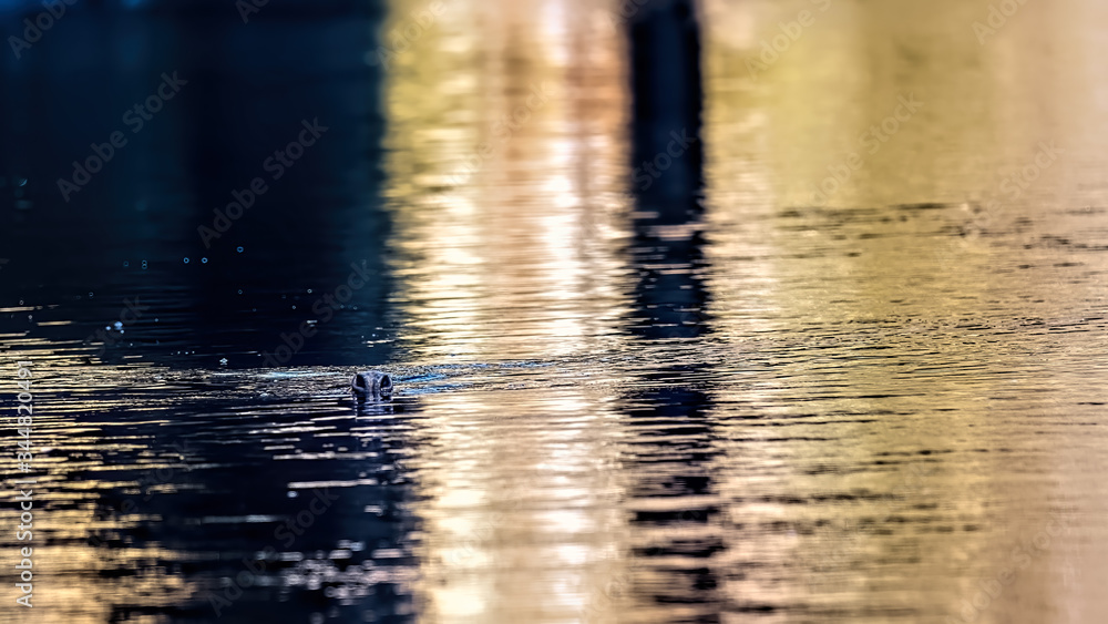 Grey seal bull swimming upstream in a river taking a breath of air with just his nostrils out of the water Grey seal bull swimming upstream in a river taking a breath of air with just his nostrils out of the water