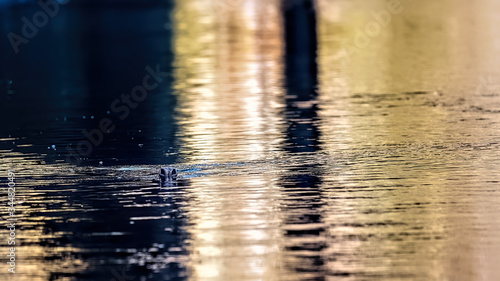 Grey seal bull swimming upstream in a river taking a breath of air with just his nostrils out of the water