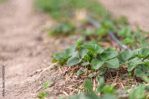 young plant in the ground