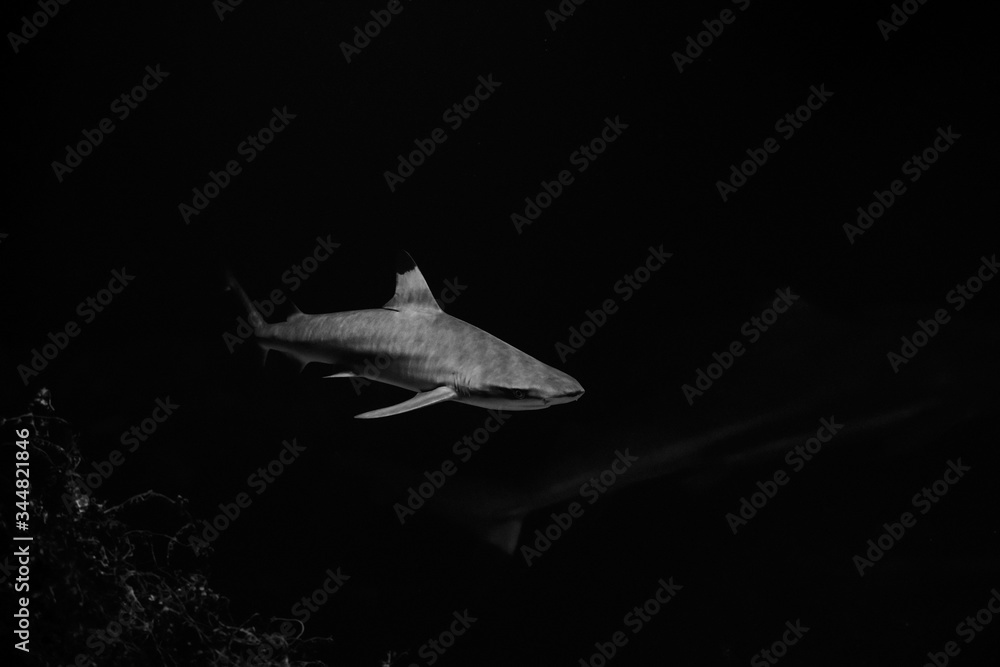 Naklejka premium big white shark in the dark nature danger fish aquarium black and white