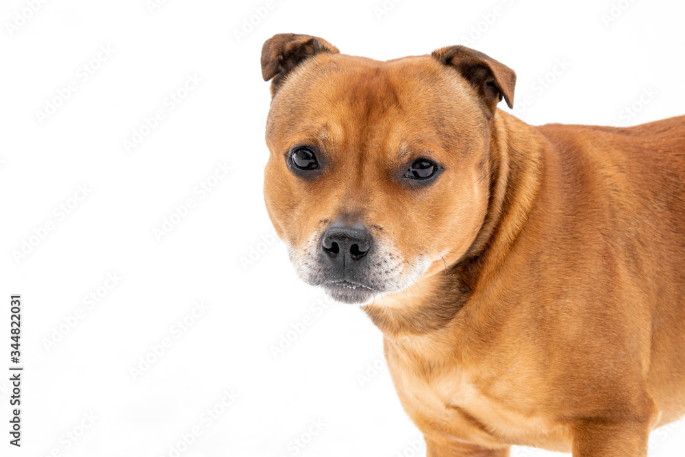 Staffordshire bull terrier outdoors looking towards the camera, isolated on white background. Dog portrait and animal photography concept.