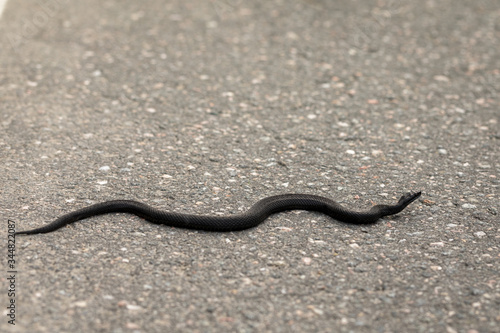 Common European viper - Vipera berus - melanistic black reptile crossing asphalt road
