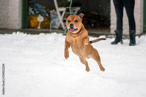 Fototapeta Naklejka Na Ścianę i Meble -  Brown Staffordshire bull terrier are running and fetching stick in snow during wintertime. Playful, happy and animal photography concept.