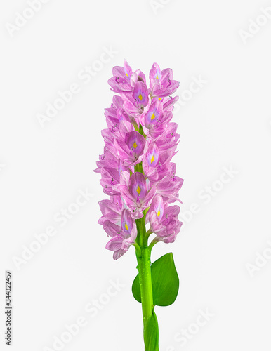 water hyacinth flowers islated on white background