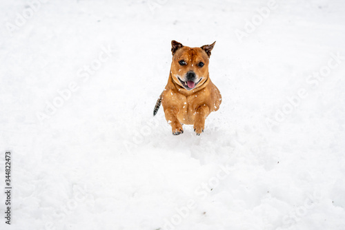 Brown Staffordshire bull terrier are running and fetching stick in snow during wintertime. Playful, happy and animal photography concept. © Jon Anders Wiken