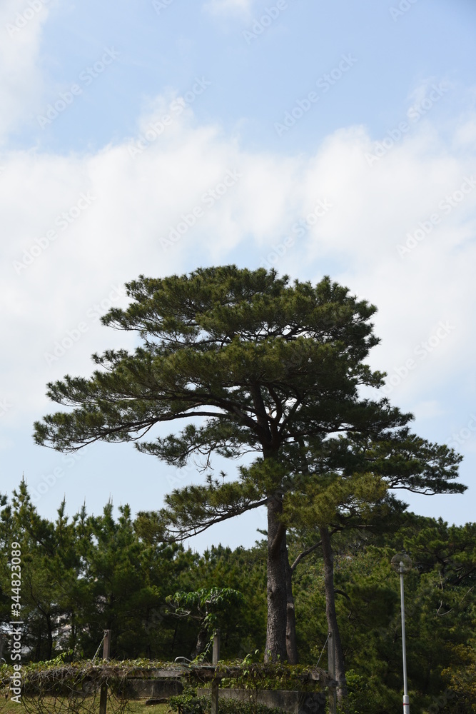 琉球松 Images – Browse 64 Stock Photos, Vectors, and Video | Adobe