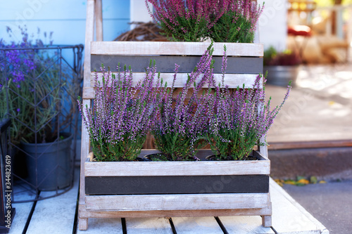 Blooming heather Calluna vulgaris in a pot in backyard of a country house. Common heather blooming small pink flowers in basket on terrace. Ornamental garden flowering plant decorating summer garden 