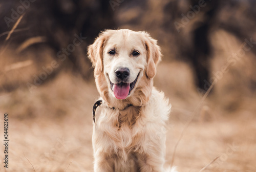 Cute young dog on nature background