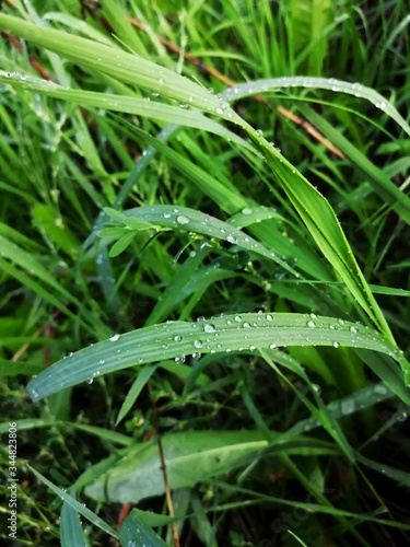 Green grass with dewdrops close-up.