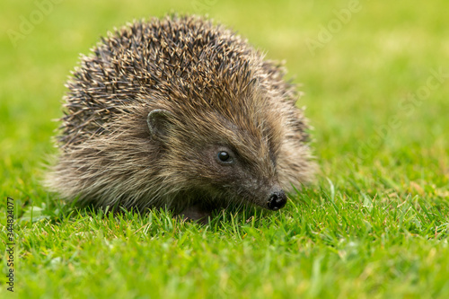 Hedgehog (Scientific name: Erinaceus Europaeus). Close up of a wild, native, European hedgehog in natural garden habitat, facing right on green grass lawn.  Horizontal.  Space for copy.