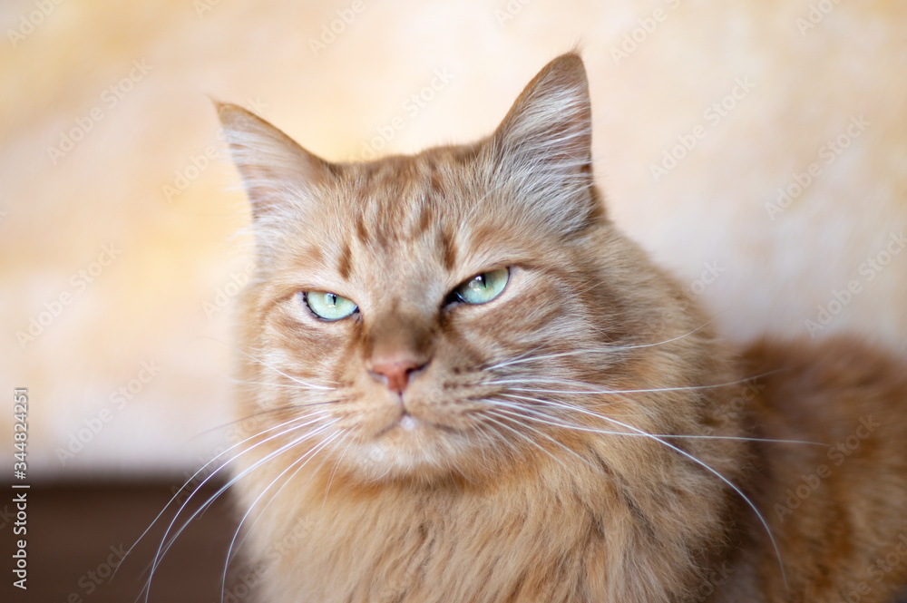 茶トラ猫 茶トラ猫