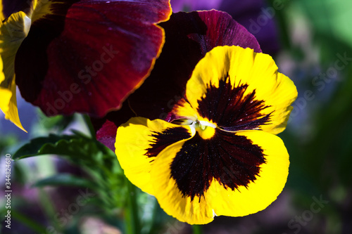 Yellow vinous pansy flowers (Viola tricolor)