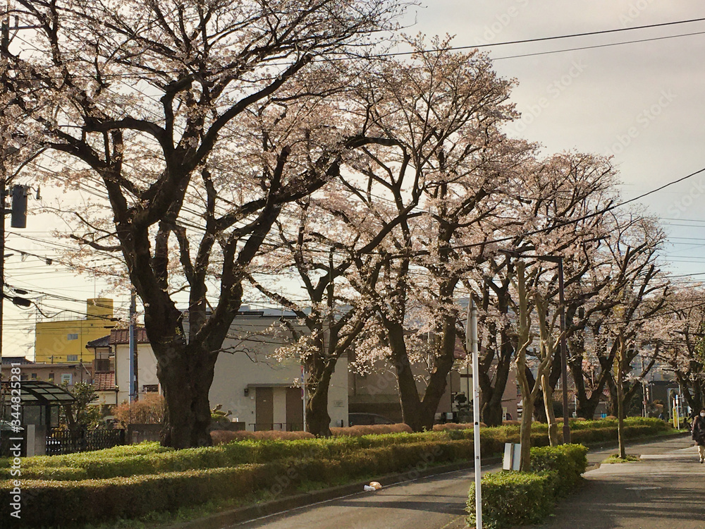 Sakura that shines in the early morning in late March 2020.