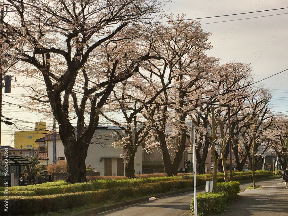 Sakura that shines in the early morning in late March 2020. Sakura that shines in the early morning in late March 2020.