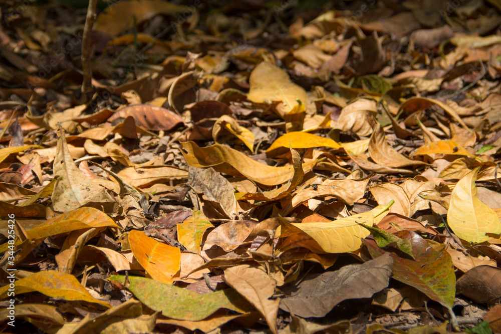 The surface of autumn, dry leaves on the ground