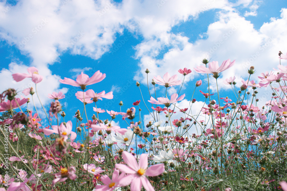 Beautiful pink flowers and blue sky